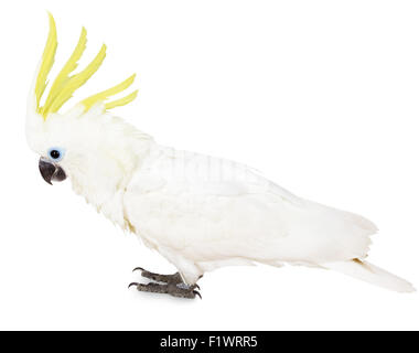 Schwefel-crested Cockatoo auf dem weißen Hintergrund. Stockfoto