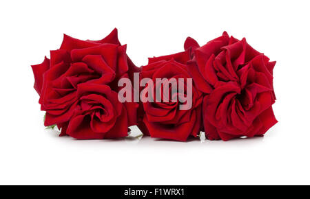 Bouquet von schöne rote Rosen auf dem weißen Hintergrund. Stockfoto