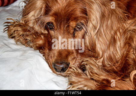 rote Cocker Spaniel. Stockfoto