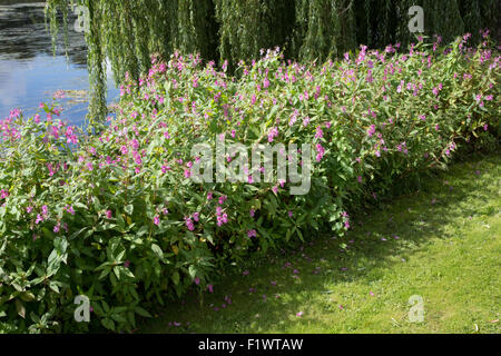 Drüsige Springkraut Pflanzen Impatiens Glandulifera eindringenden Ufer des Flusses Avon Stoneleigh Abtei UK Stockfoto