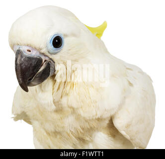 Schwefel-crested Cockatoo auf dem weißen Hintergrund. Stockfoto