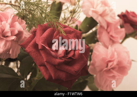 Bouquet von roten und rosa Rosen auf dem weißen Hintergrund isoliert. Stockfoto