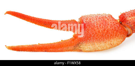 Hummergreifer isoliert auf einem weißen Hintergrund. Stockfoto