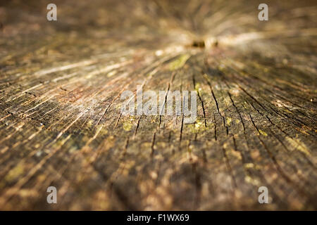 Textur Holz schneiden Holz Nahaufnahme Baum Kern Stamm Hintergrund Muster alte Natur weißer Kreis Material Ring Scheibe stumpf Stockfoto