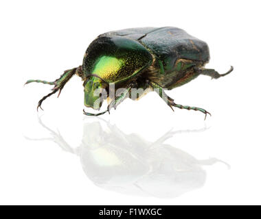 Rose Chafer (Cetonia Aurata) auf dem weißen Hintergrund. Stockfoto