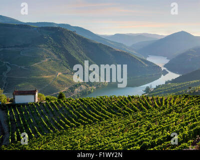 eine kleine Kapelle und rebenbestockten Terrassen zwischen Peso da Régua und Pinhao, Douro Tal, Portugal Stockfoto