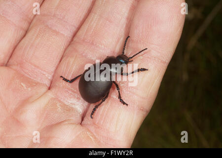 Blutige Nase Käfer Timarcha Tenebricosa auf der Seite. UK Stockfoto