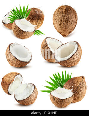 Sammlung von Kokosnüssen auf dem weißen Hintergrund isoliert. Stockfoto