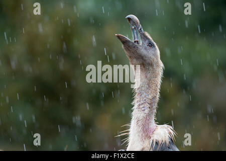Eurasische Gänsegeier (abgeschottet Fulvus) ruft im Regen. Stockfoto