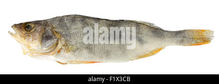getrockneter Fisch isoliert auf einem weißen Hintergrund. Stockfoto