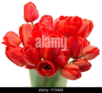 Rote Tulpen auf dem weißen Hintergrund isoliert. Stockfoto