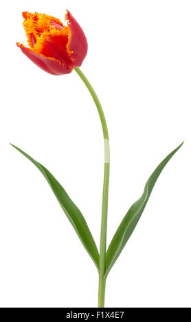 rot mit gelben Tulpen auf dem weißen Hintergrund isoliert. Stockfoto