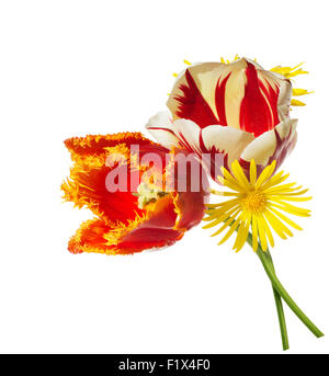 rote und weiße Tulpen auf dem weißen Hintergrund isoliert. Stockfoto