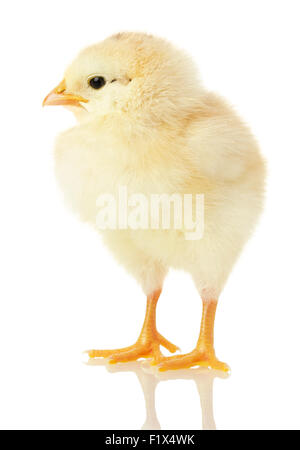 kleines Huhn isoliert auf einem weißen Hintergrund. Stockfoto