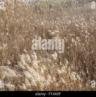 Dicken hohen Trockenrasen von goldener Farbe mit leichter Rispen im Herbst wild Feld. Stockfoto