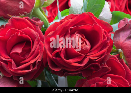 Nahaufnahme von roten Rosen. Stockfoto