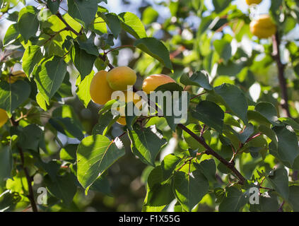 Reife Aprikosen auf dem Ast. Stockfoto