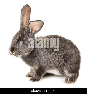 Graues Kaninchen auf dem weißen Hintergrund isoliert. Stockfoto