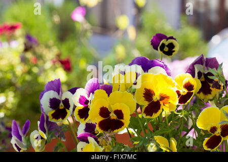 Dreifarbiges Veilchen auf dem Blumenbeet. Stockfoto