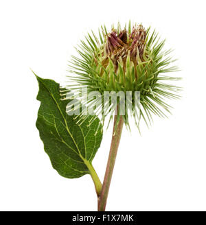 Distel Blume auf dem weißen Hintergrund isoliert. Stockfoto