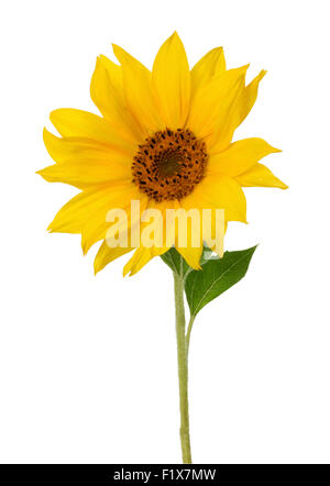 Sonnenblume isoliert auf weißem Hintergrund. Stockfoto
