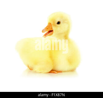 kleine Entlein auf dem weißen Hintergrund. Stockfoto