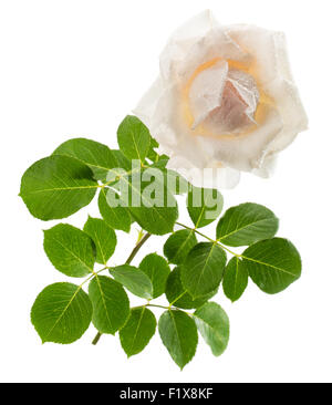 Weiße Rose auf dem weißen Hintergrund isoliert. Stockfoto
