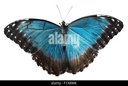 blauer Schmetterling auf dem weißen Hintergrund isoliert. Stockfoto