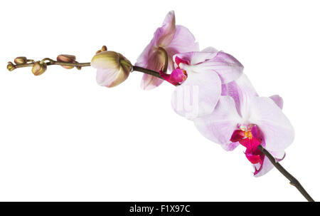 Rosa Orchidee blüht auf weißem Hintergrund. Stockfoto