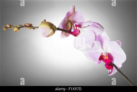 schöne Orchidee auf einem grauen Hintergrund. Stockfoto