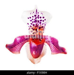 Orchidee auf dem weißen Hintergrund Stockfoto