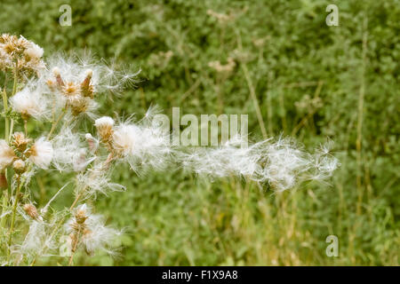 Eine schleichende Distel-Diperses, die es im Wind sät. Stockfoto