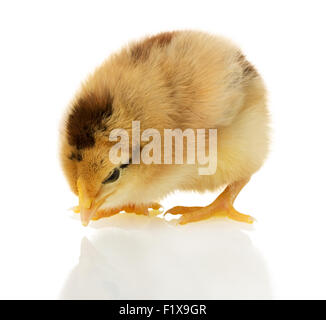 Huhn auf dem weißen Hintergrund. Stockfoto