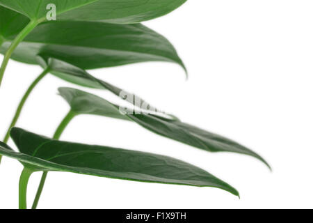 Anthurium auf weißem Hintergrund. Stockfoto