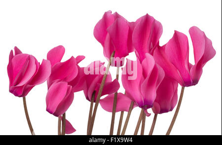 rosa Alpenveilchen blühen auf weißem Hintergrund. Stockfoto