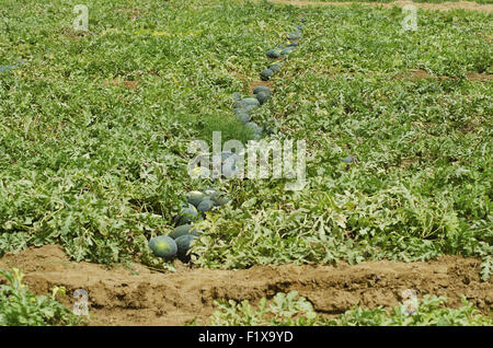 Bauernhöfe der Wassermelone, Citrullus Lanatus, Nagzira Wild Life Sanctuary, Bhandara, in der Nähe von Nagpur, Maharashtra, Indien Stockfoto