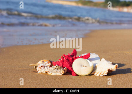 Muscheln mit Seestern auf dem Sand. Stockfoto