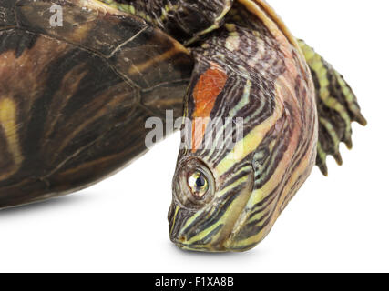 Schildkröte auf dem weißen Hintergrund isoliert. Stockfoto