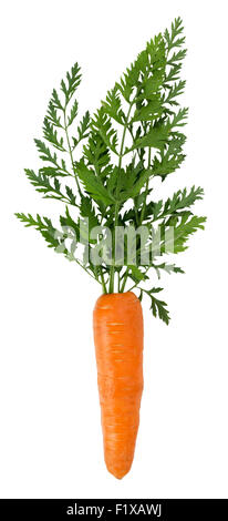 Karotte auf dem weißen Hintergrund isoliert. Stockfoto