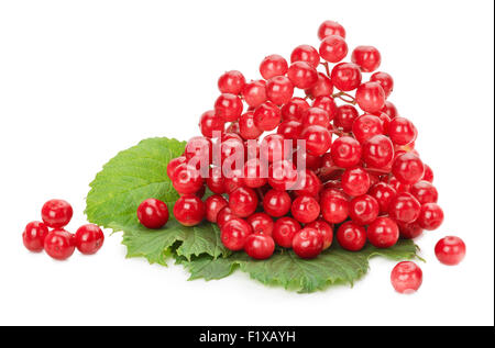 rot Viburnum auf dem weißen Hintergrund isoliert. Stockfoto