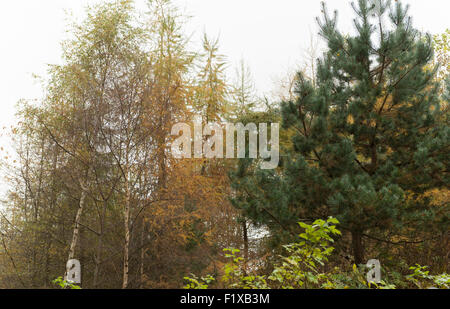 Herbstliche Bäume in der Nähe von Selkirk, Grenzen, Schottland, UK, Stockfoto