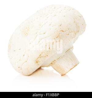 Champignon auf dem weißen Hintergrund isoliert. Stockfoto