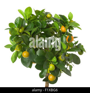 Tangerine Tree auf dem weißen Hintergrund. Stockfoto