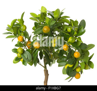 Kleinen Mandarinen Baum auf weißem Hintergrund. Stockfoto