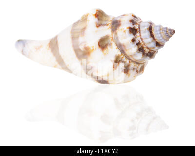 Muschel auf dem weißen Hintergrund. Stockfoto