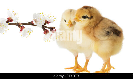 kleines Huhn auf weißem Hintergrund. Stockfoto