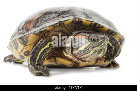 Schildkröte auf einem weißen Hintergrund. Stockfoto