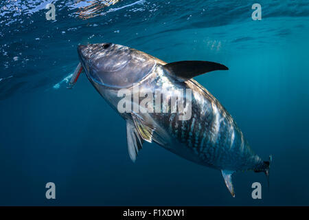 Atlantische Blauflossenthun (Thunnus Thynnus) Sportfischen (Frankreich). Unter Blick auf das Wasser. Stockfoto