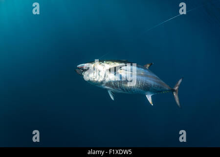 Atlantische Blauflossenthun (Thunnus Thynnus) Sportfischen (Frankreich). Unter Blick auf das Wasser. Stockfoto