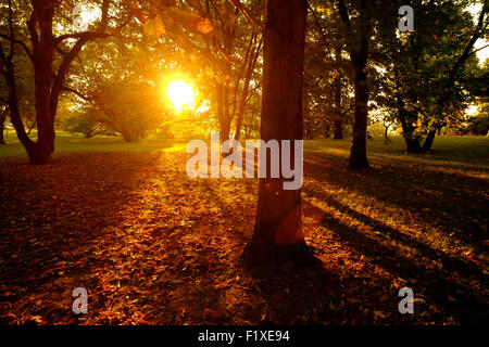 Sonne durch die Bäume in einem Wald im Herbst Stockfoto